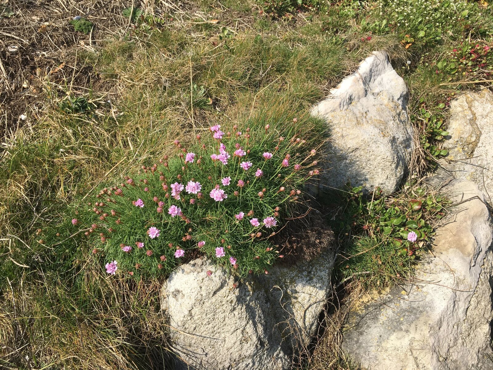 Strandgrasnelken auf einer Klippe, Milford on Sea, New Forest