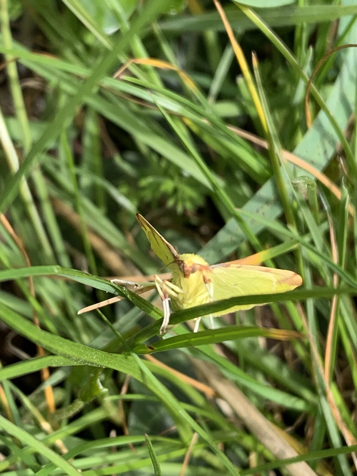 Brimstone-Spanner, Lymington Salt Marshes