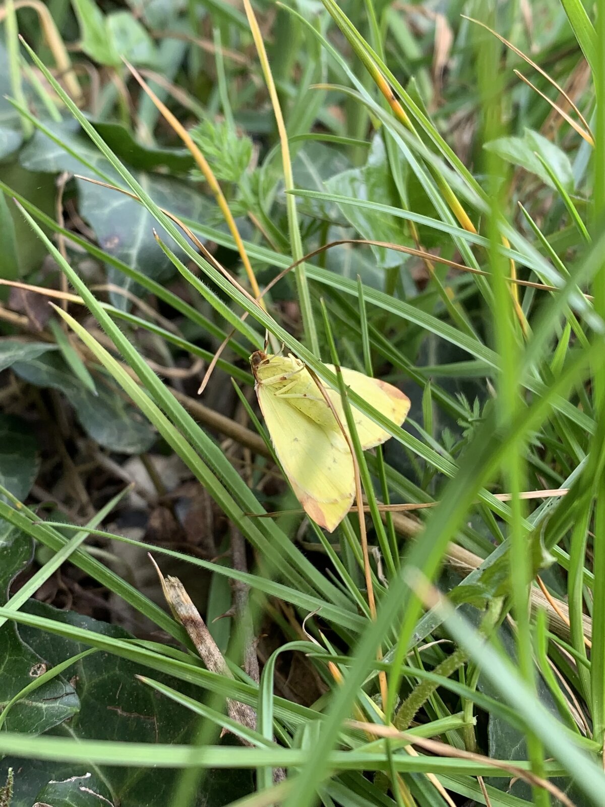 Brimstone-Spanner, Lymington Salt Marshes