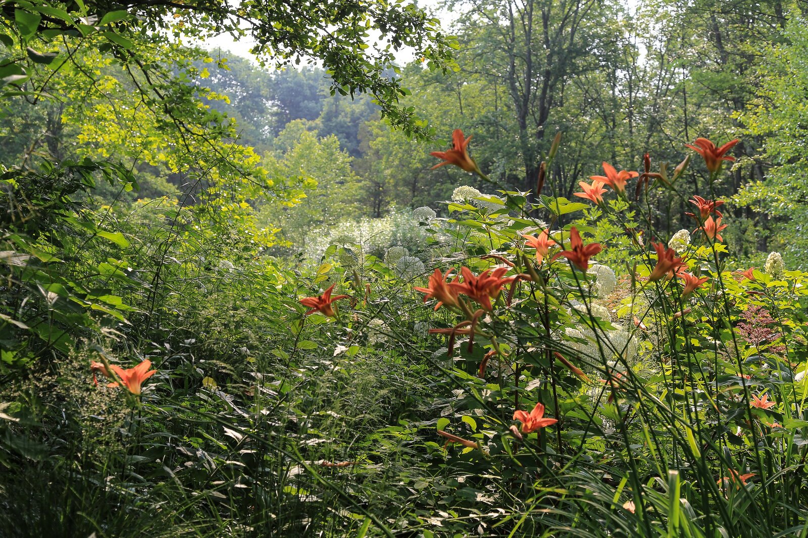 Federal Twist — James Golden’s garden