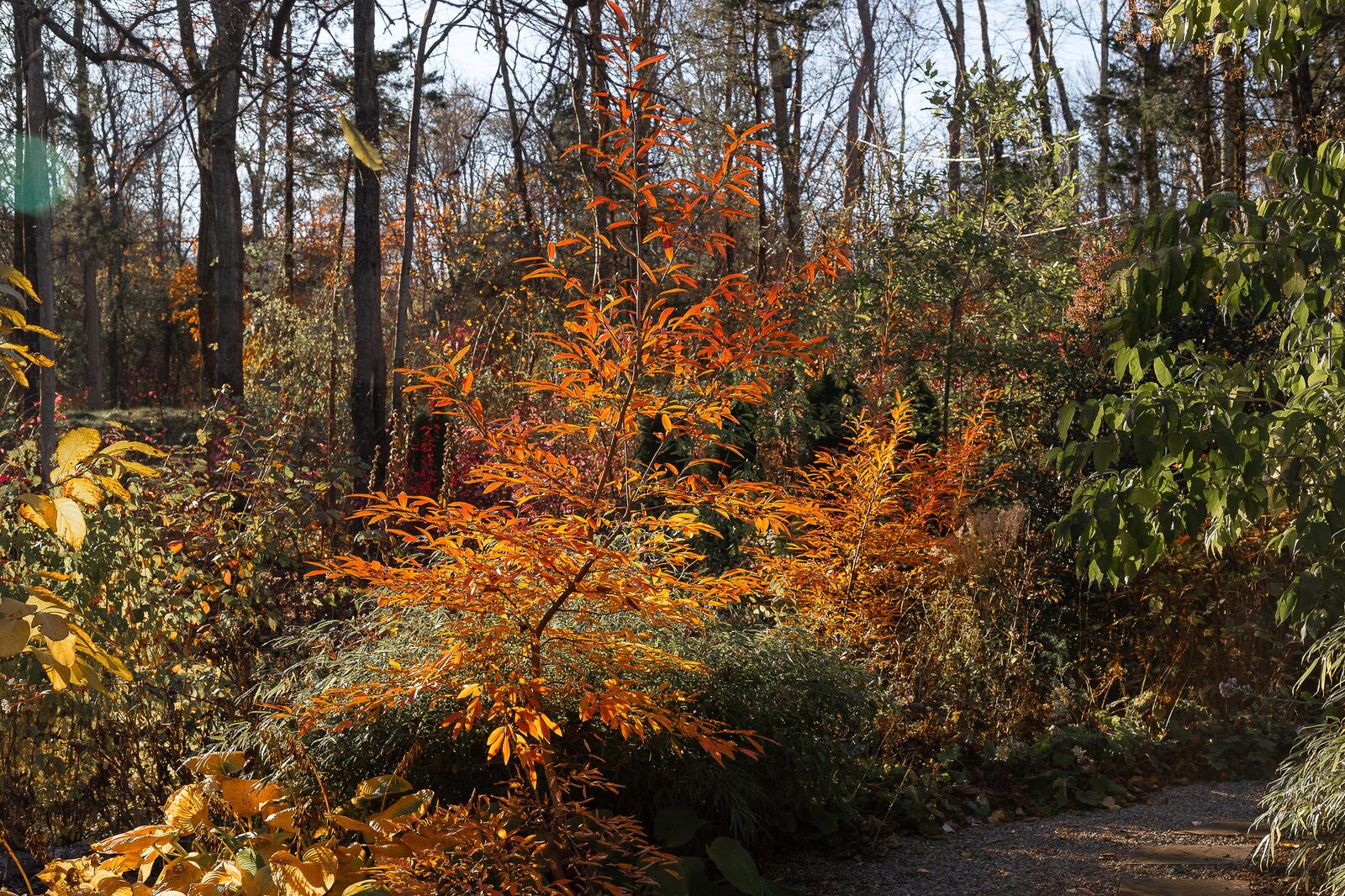 Federal Twist — late season