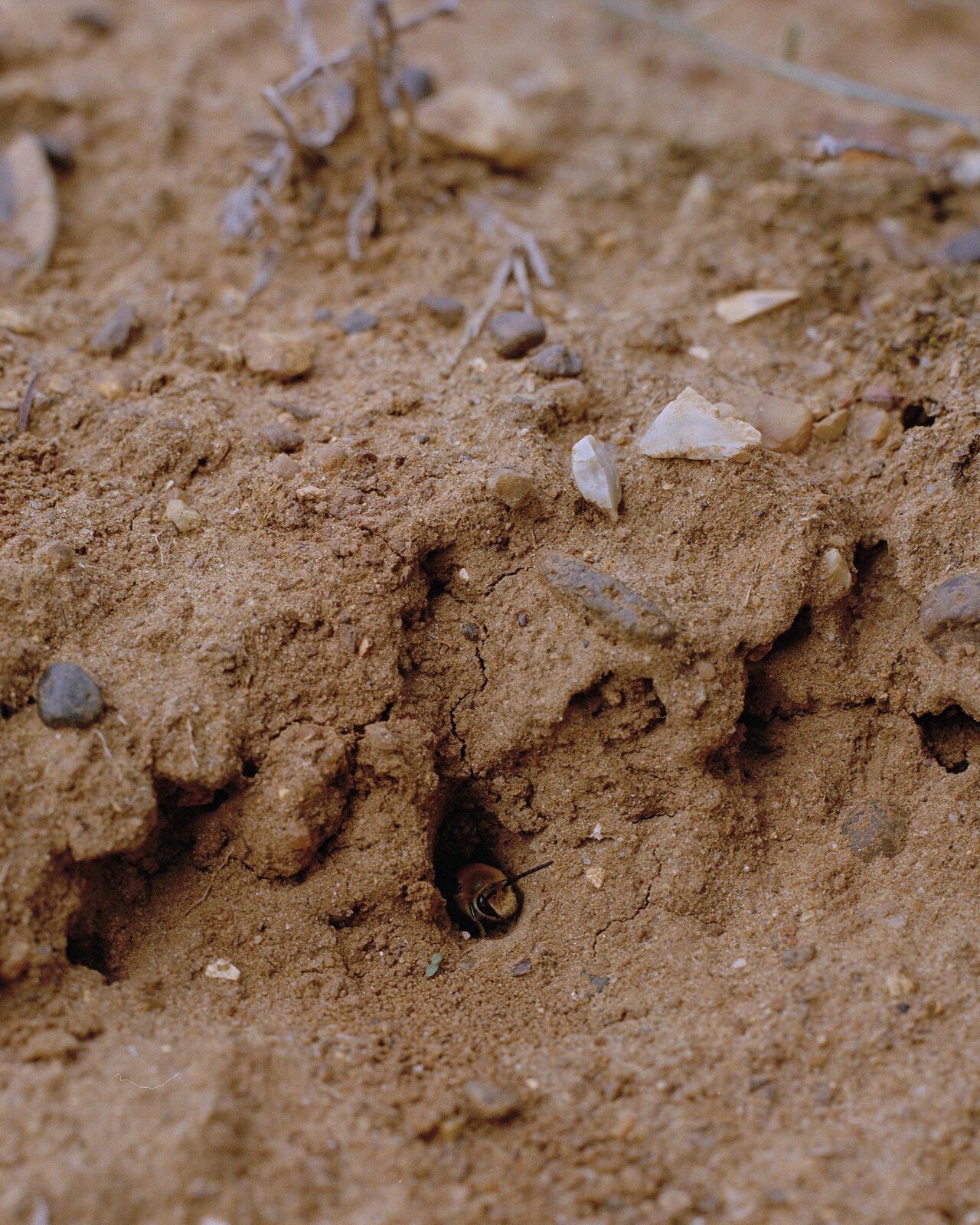Efeu-Seidenbiene, Colletes hederae