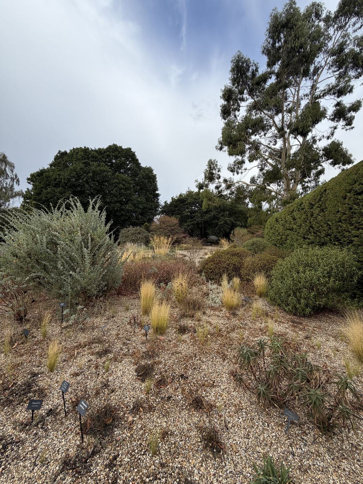 Drought damage in the Gravel Garden: dried grasses and perennials on gravel