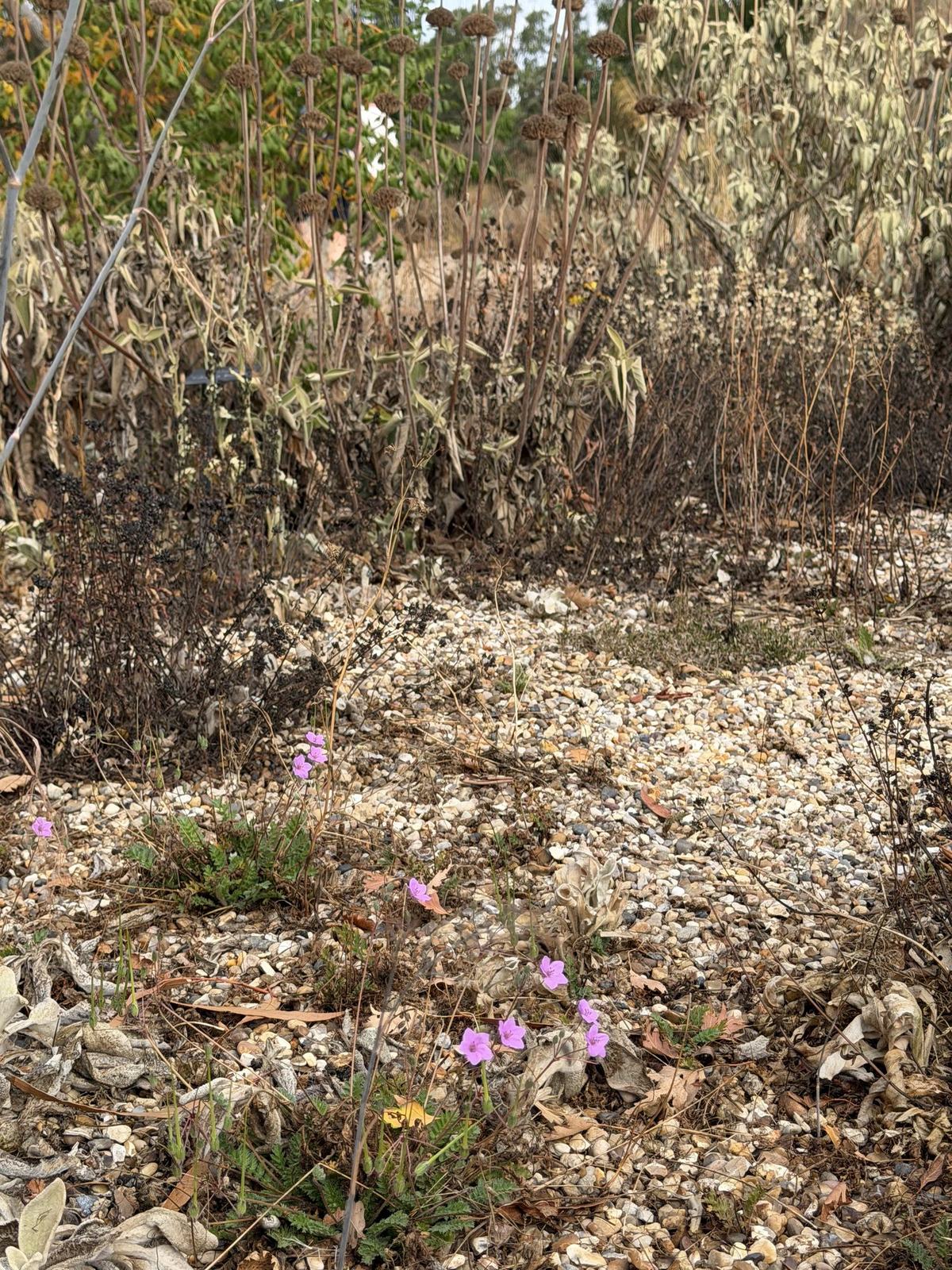 Burnt-out planting on gravel with a few surviving pink flowers