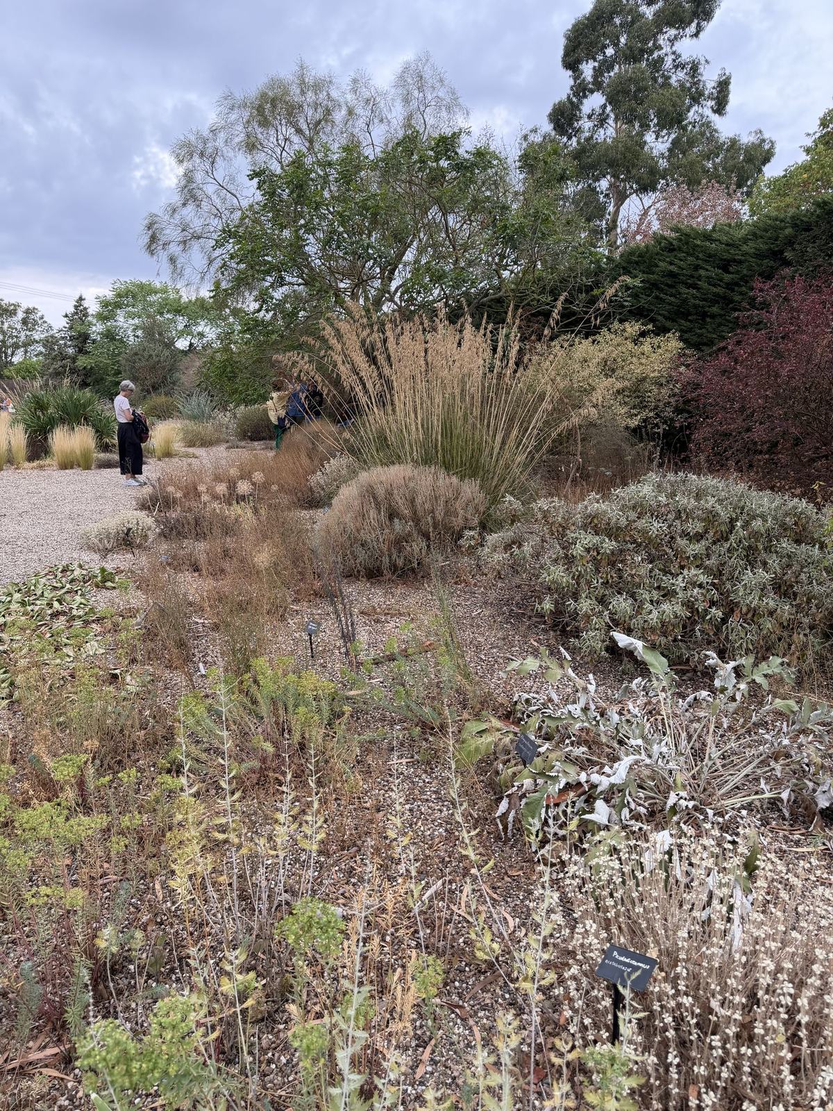 Species-rich planting with grasses and shrubs at Beth Chatto's garden