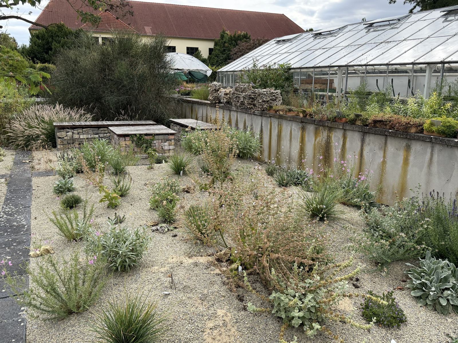 Trial bed with new garrigue planting mixes in Bernburg