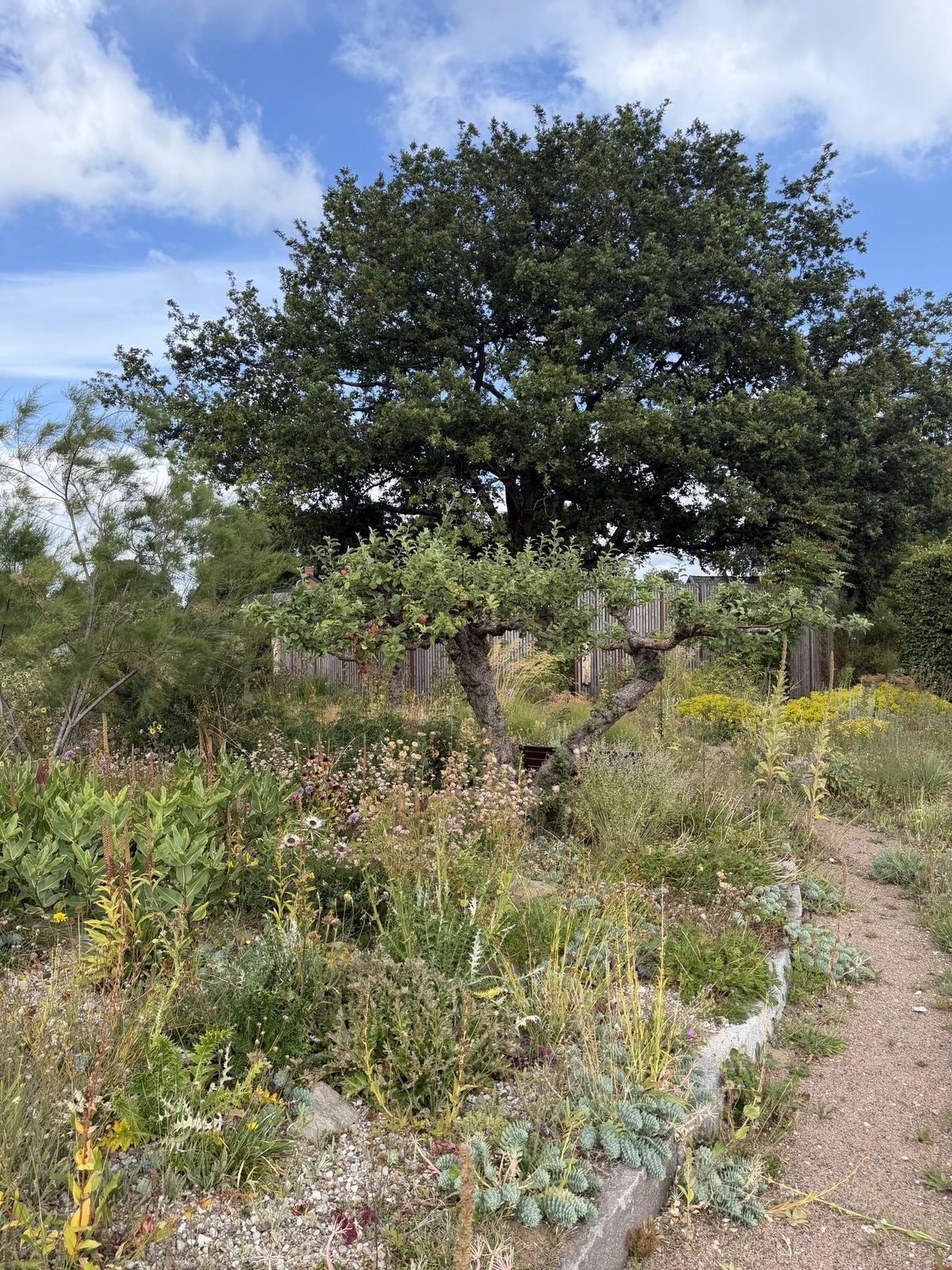 Planting on a free-draining gravel bed under a mature tree