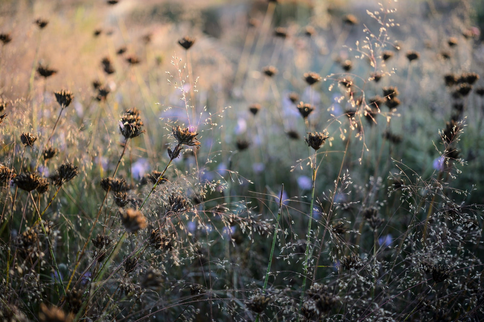 Seedheads and grasses in autumn light, close up