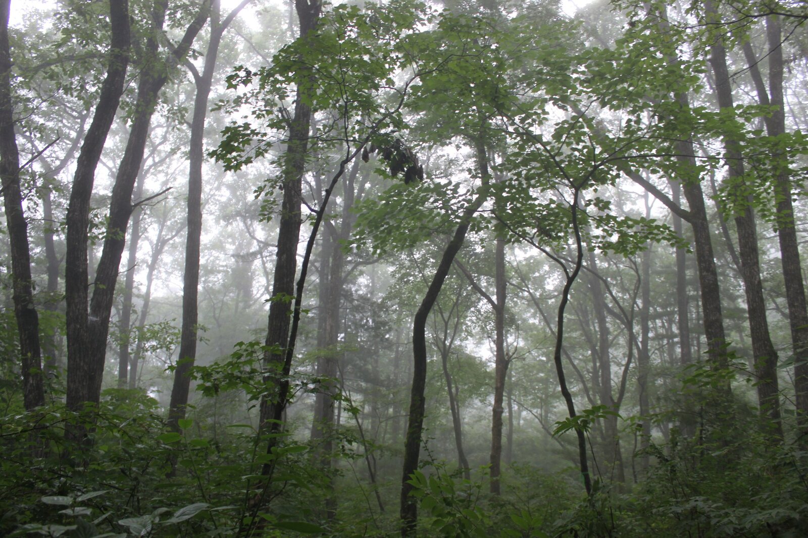 Shangtung maple, Acer truncatum