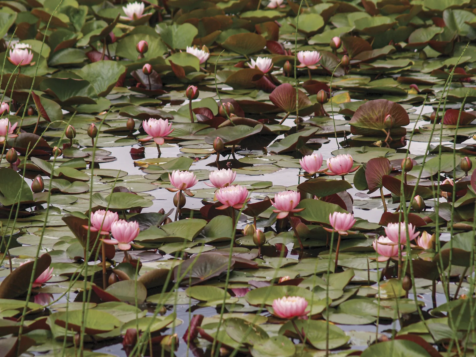 Water lilies flowering across the surface of a natural pool's regeneration zone