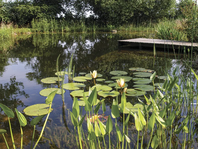 A naturalistic natural pool with extensive planted areas