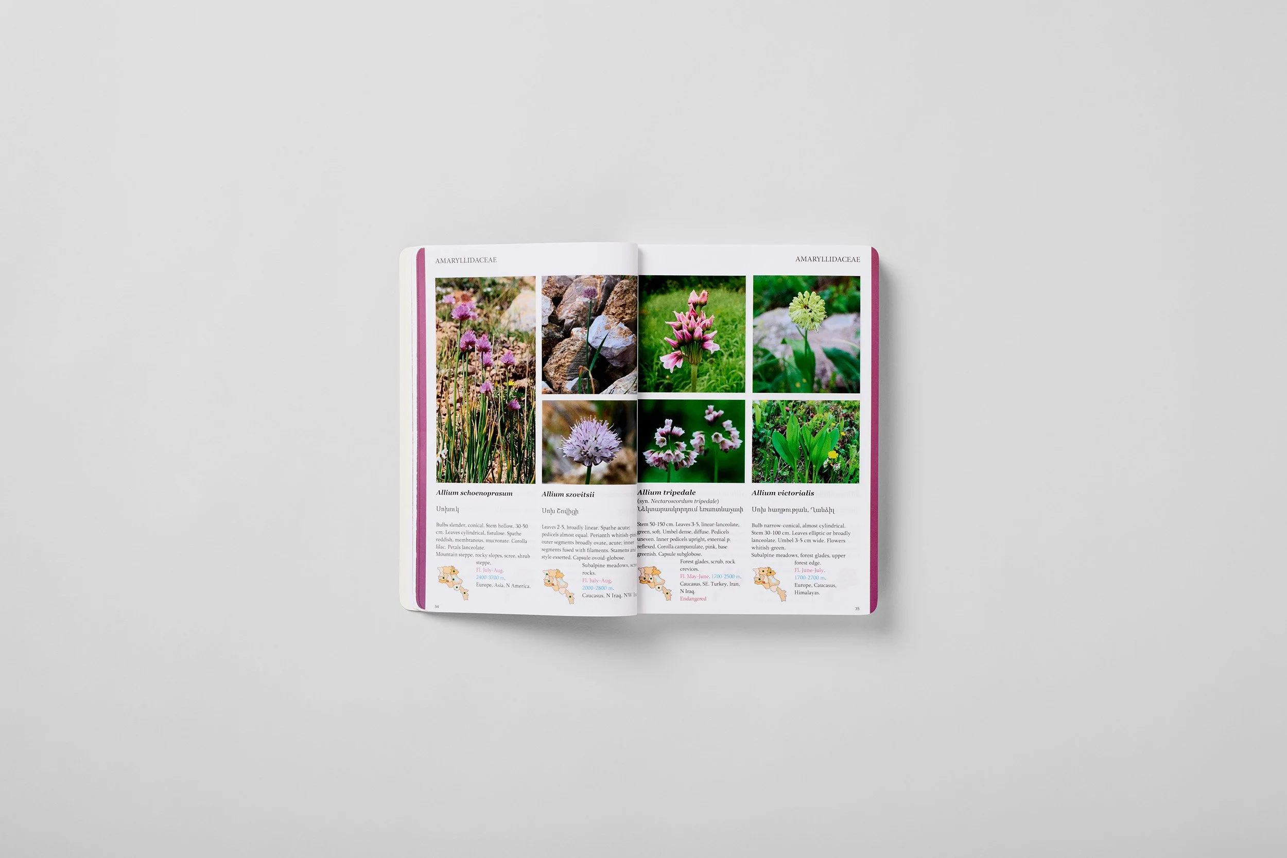 Innenseite aus A Field Guide to the Plants of Armenia, Foto 1 von 6
