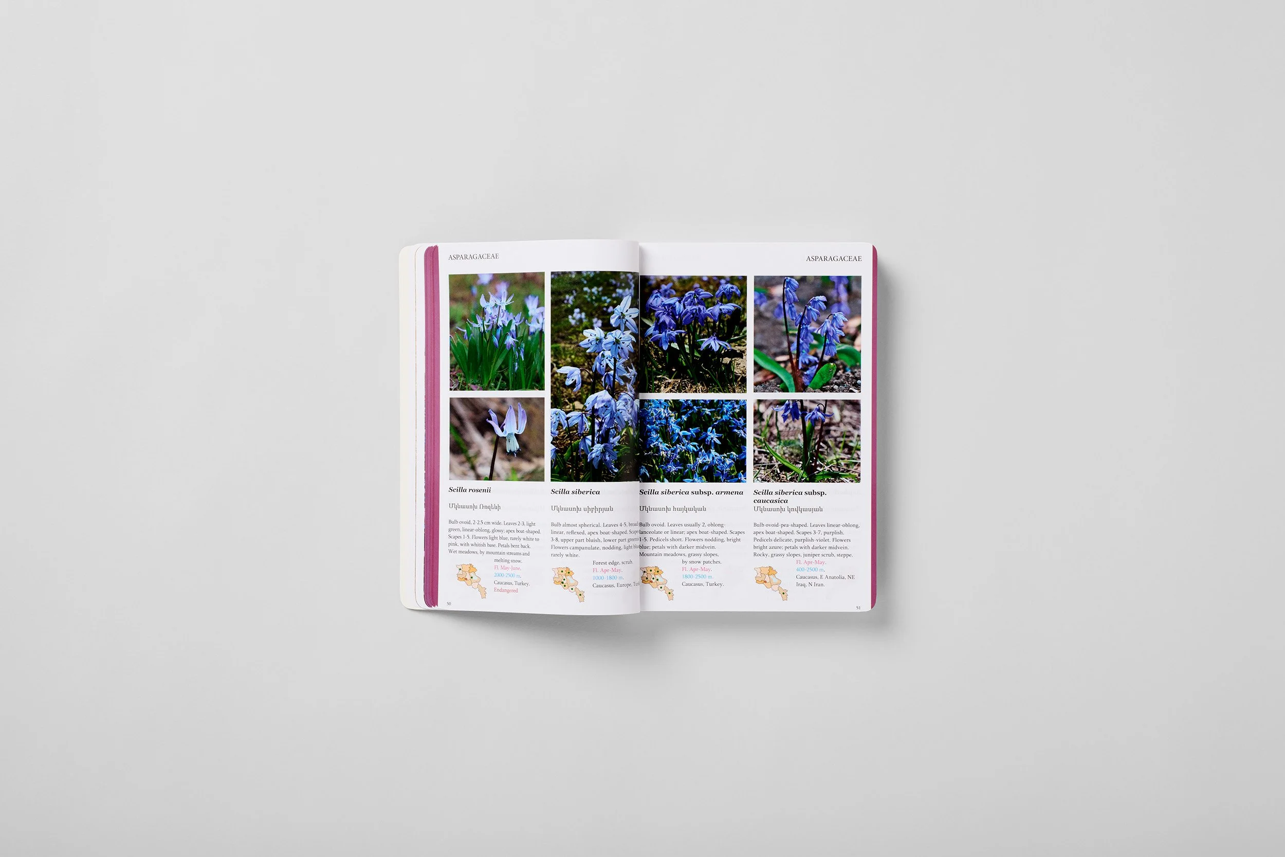Innenseite aus A Field Guide to the Plants of Armenia, Foto 2 von 6