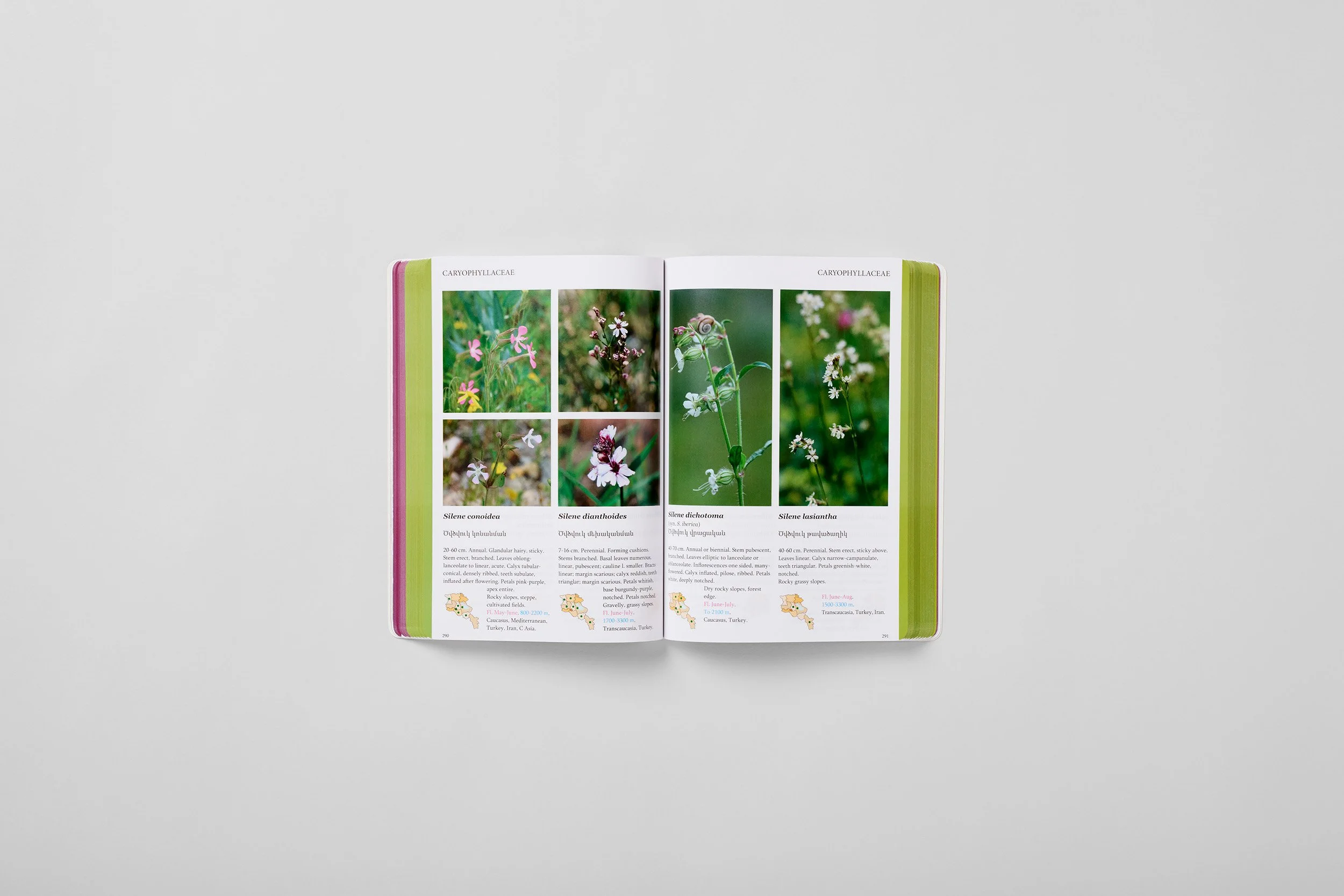 Innenseite aus A Field Guide to the Plants of Armenia, Foto 3 von 6