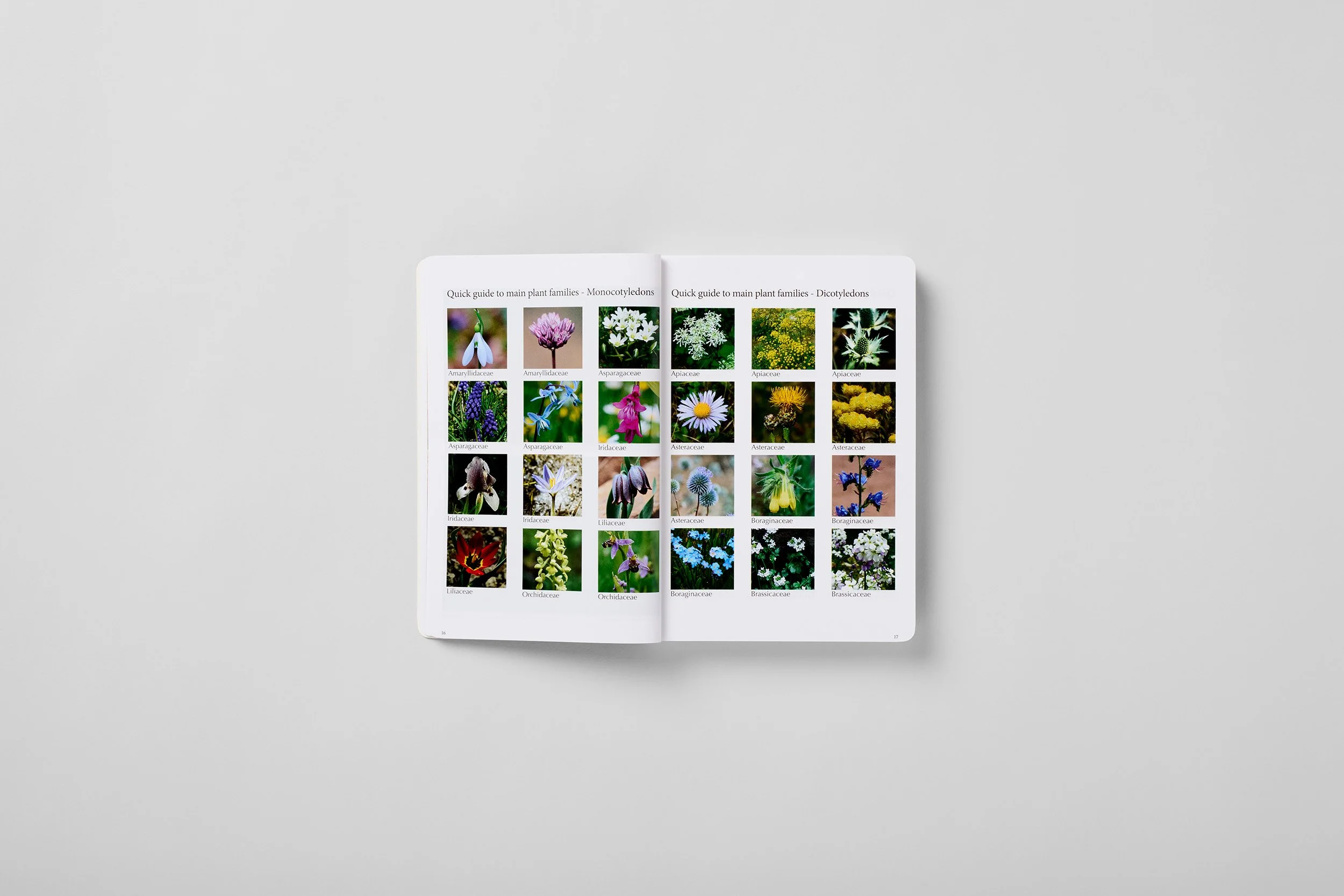 Innenseite aus A Field Guide to the Plants of Armenia, Foto 4 von 6