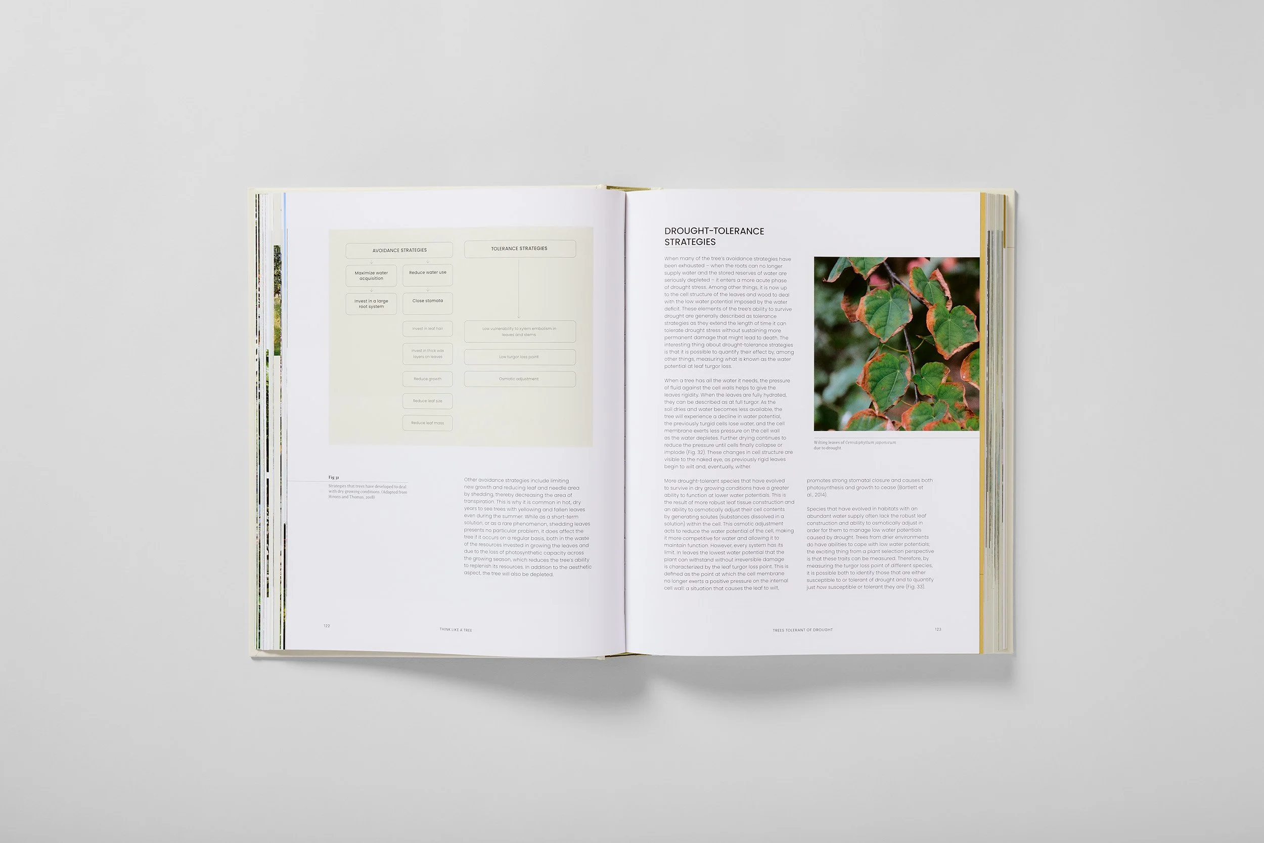 Interior spread from The Essential Tree Selection Guide, photograph 2 of 4