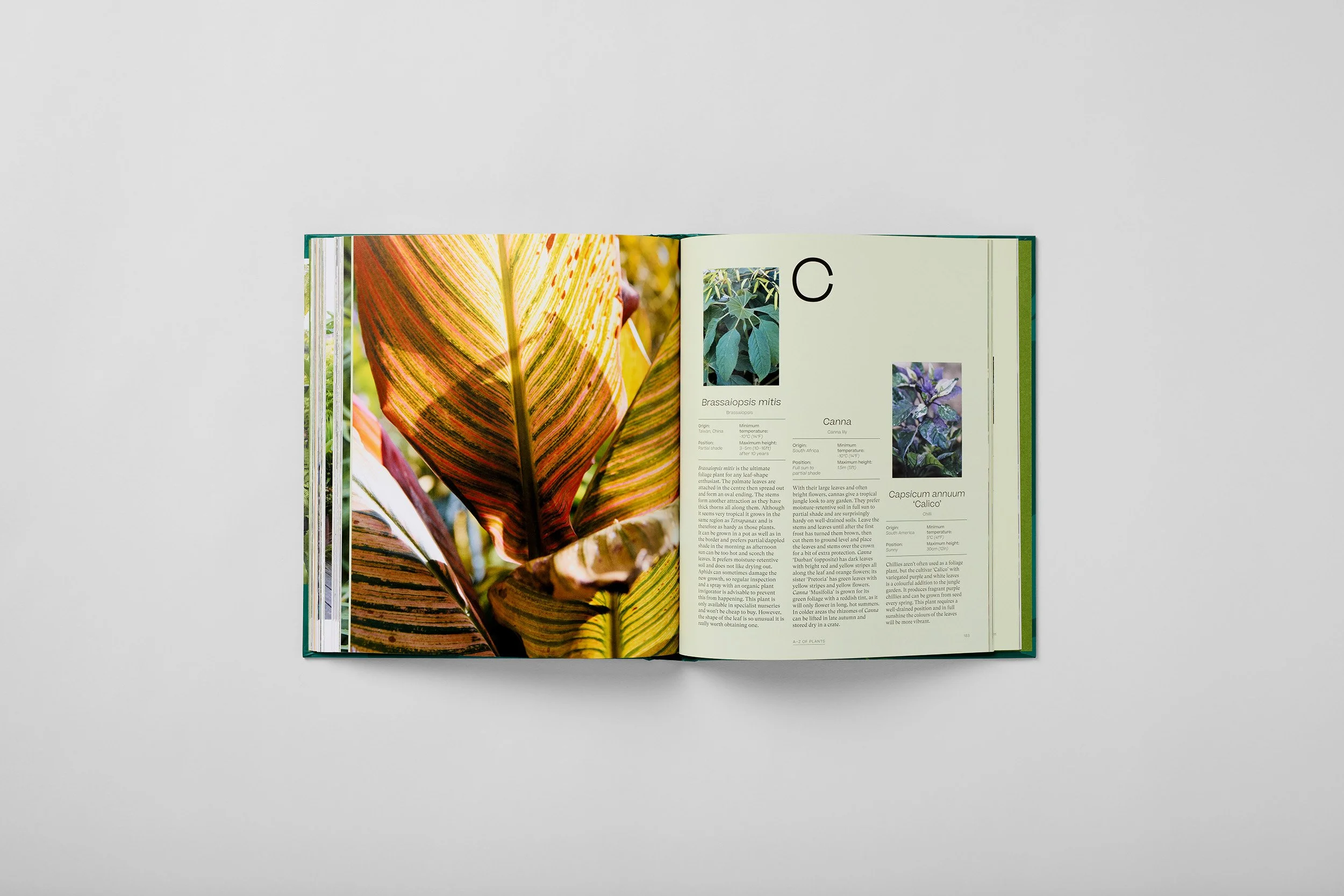 Innenseite aus The Jungle Garden, Foto 6 von 6